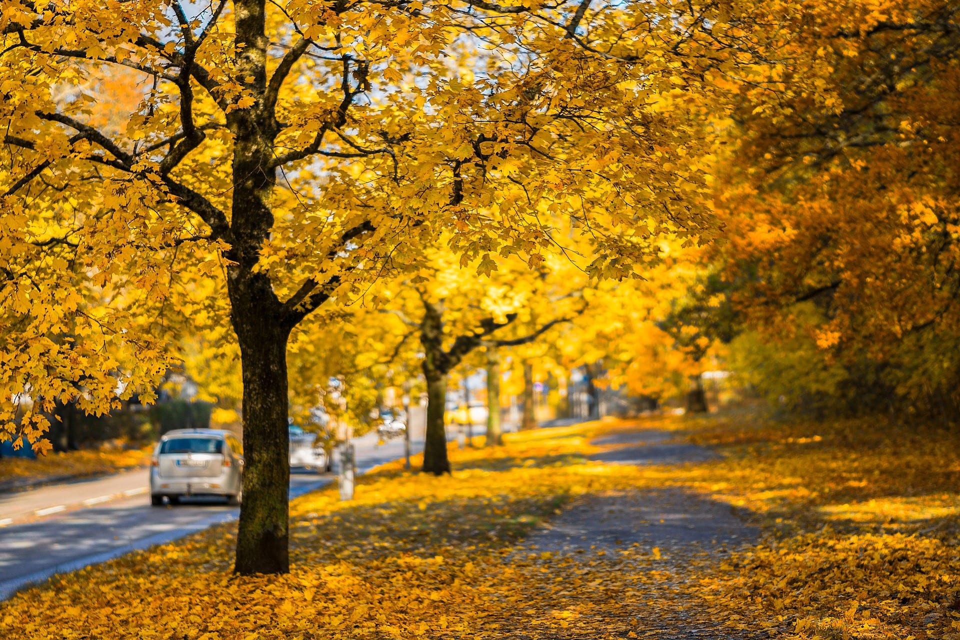 New England Fall Foliage
